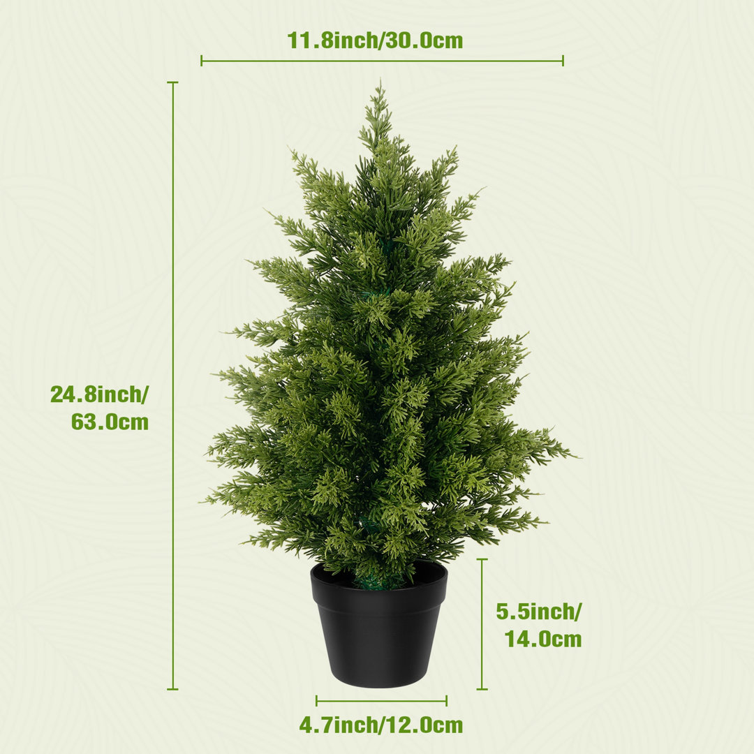 Cypress Topiary in Pot